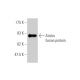 Aiolos Antibody (3H5-G7) - Western Blotting - Image 349526