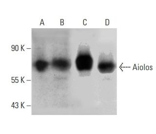Aiolos Antibody (C-11) - Western Blotting - Image 384668 