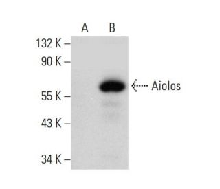 Aiolos Antibody (G-5) - Western Blotting - Image 384667 