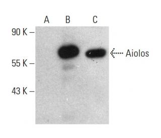 Aiolos Antibody (H-8) - Western Blotting - Image 376840 