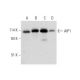 AIP1 Antibody (E-8) - Western Blotting - Image 331201 