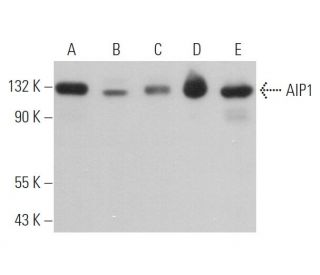 AIP1 Antibody (E-8) - Western Blotting - Image 373581 