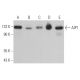 AIP1 Antibody (E-8) - Western Blotting - Image 373581 