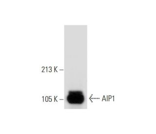 AIP1 Antibody (F-3) - Western Blotting - Image 297432 