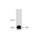 AIP1 Antibody (F-3) - Western Blotting - Image 297432 