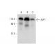 AIP1 Antibody (F-3) - Western Blotting - Image 331200 