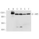 AIP2 Antibody (A-3) - Western Blotting - Image 301289 