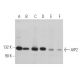 AIP2 Antibody (A-3) - Western Blotting - Image 363519