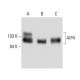 western blotting image from recommended AIP4 (G-11) monoclonal antibody replacement. Image 8962