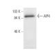 AIP4 Antibody (G-11) - Western Blotting - Image 9678
