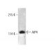 AIP4 Antibody (G-11) - Western Blotting - Image 385725 