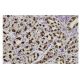 AIP5 Antibody (5AA) - Immunohistochemistry - Image 36117 