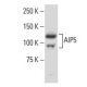 AIP5 Antibody (5AA) - Western Blotting - Image 34051 
