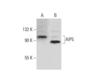 AIP5 Antibody (F-3) - Western Blotting - Image 291016 