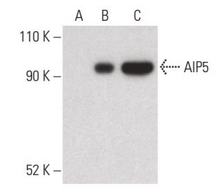 AIP5 Antibody (F-3) - Western Blotting - Image 399662