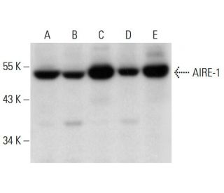 AIRE-1 Antibody (C-2) - Western Blotting - Image 320284 