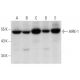 western blotting image from recommended AIRE-1 (C-2) monoclonal antibody replacement. Image 320284