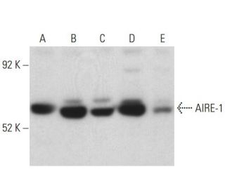 AIRE-1 Antibody (C-2) - Western Blotting - Image 398081