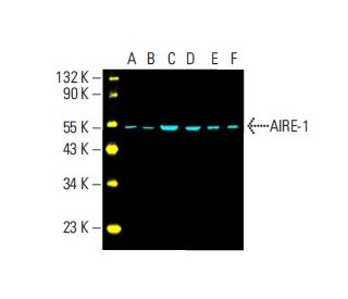 AIRE-1 Antibody (C-2) - Western Blotting - Image 395862