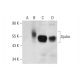 Ajuba Antibody (B-3) - Western Blotting - Image 300434 