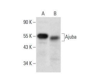 Ajuba Antibody (E-3) - Western Blotting - Image 300435 