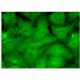 Ajuba Antibody (F-11) - Immunofluorescence - Image 314841 