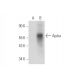 Ajuba Antibody (F-11) - Western Blotting - Image 314164