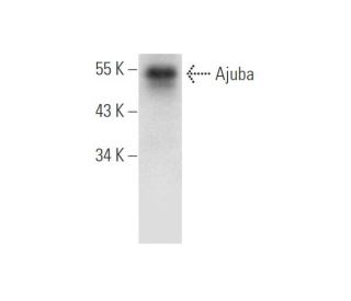 Ajuba Antibody (F-11) - Western Blotting - Image 316250 