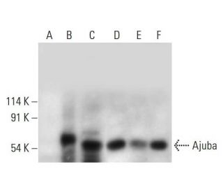 Ajuba Antibody (F-9) - Western Blotting - Image 311739 