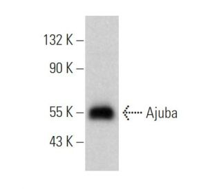 Ajuba Antibody (F-9) - Western Blotting - Image 374148
