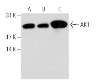 AK1 Antibody (G-5) - Western Blotting - Image 62342 