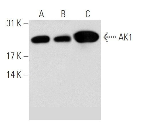 AK1 Antibody (G-5) | SCBT - Santa Cruz Biotechnology