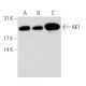 AK1 Antibody (G-5) - Western Blotting - Image 62342 