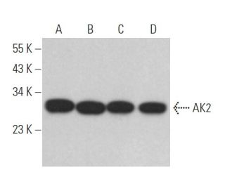 AK2 Antibody (F-2) | SCBT - Santa Cruz Biotechnology