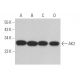western blotting image from recommended AK2 (F-2) monoclonal antibody replacement. Image 365497