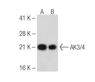 AK3/4 Antibody (SJB3-36) - Western Blotting - Image 31042 