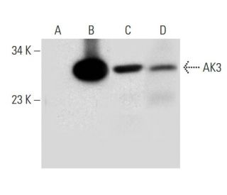 AK3 Antibody (E-5) - Western Blotting - Image 305802 