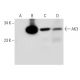 AK3 Antibody (E-5) - Western Blotting - Image 305802 