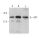 AK3 Antibody (E-5) - Western Blotting - Image 368976