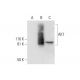 AK7 Antibody (D-5) - Western Blotting - Image 294665
