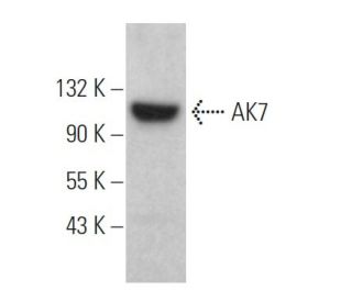 AK7 Antibody (D-5) - Western Blotting - Image 372022 