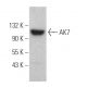 AK7 Antibody (D-5) - Western Blotting - Image 372022 