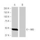 AK8 Antibody (4B6) - Western Blotting - Image 64880 