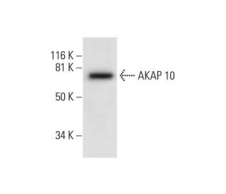 AKAP 10 Antibody (A-7) - Western Blotting - Image 294655 