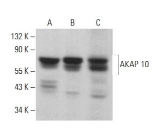 AKAP 10 Antibody (C-8) - Western Blotting - Image 376310 