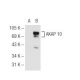 AKAP 10 Antibody (E-7) - Western Blotting - Image 68180 