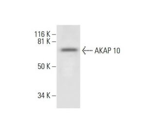 AKAP 10 Antibody (E-7) - Western Blotting - Image 294656 
