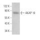 AKAP 10 Antibody (E-7) - Western Blotting - Image 368936