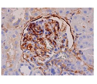 AKAP 12 Antibody (C-12) - Immunohistochemistry - Image 284730 