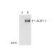 AKAP 13 Antibody (A-3) - Western Blotting - Image 299320